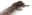 ریمل ابرو بیوتی ایزلایف مدل Perfection رنگ 05 w-c black brown
